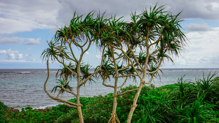 Okinawa The northernmost seaside of Ikei Island (Uruma City, Okinawa Prefecture)の写真素材