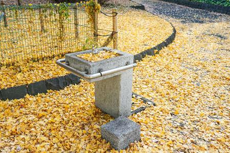 A drinking area in Shiba Park surrounded by yellow ginkgo (Shiba Park, Minato-ku, Tokyo)の写真素材