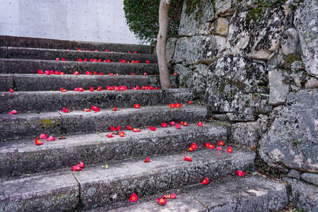 Naruha Jinya Ruins (Yamazaki Clan Palace Ruins) Camellia at Gosakumon (Nariha Museum of Art, Takahashi City, Okayama Prefecture)の写真素材