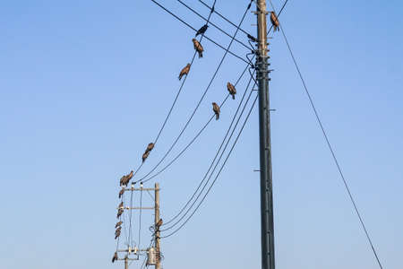 Tobi permeates electric wires (Misaki Port, Miura City, Kanagawa Prefecture)の写真素材