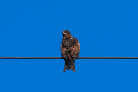 Tobi permeates electric wires (Misaki Port, Miura City, Kanagawa Prefecture)の写真素材