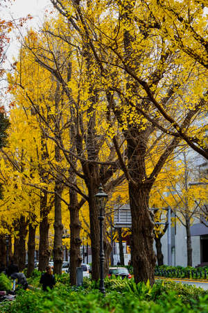 Ginkgo Trees in Yamashita Koen-dori, Yokohama in Autumn (Yokohama, Kanagawa)の写真素材
