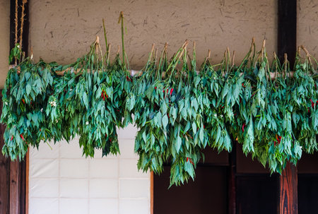 Chili peppers dried at the eaves of farmersの写真素材