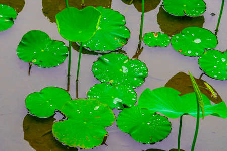 Lotus leaves and polka dots (Machida Yakushiike Park)