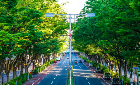 Rows of trees on Omotesando shining in the morning sun (in front of Jingu Shrine, Shibuya-ku)のeditorial素材