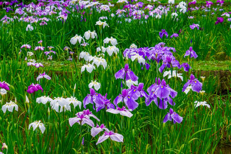 Flowers and irises in Yakushiike Park (Machida, Tokyo)の写真素材