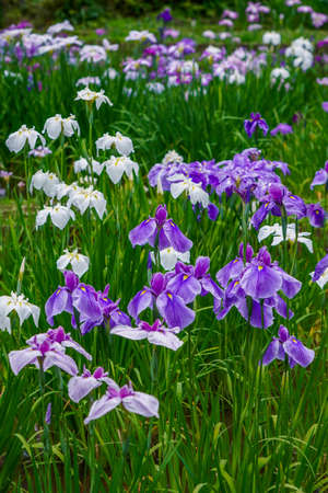 Flowers and irises in Yakushiike Park (Machida, Tokyo)の写真素材
