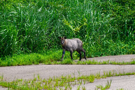 Japanese antelope haunts hotel parking lot