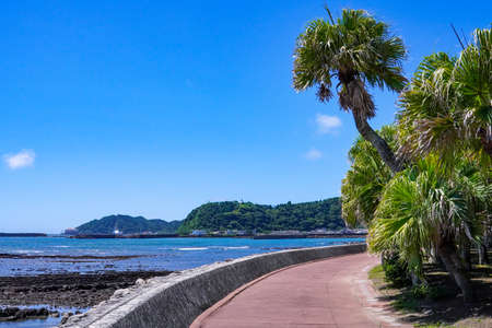 Miyazaki Botanic Garden full of tropical mood Aoshima that Miyazaki Prefectural Qingdao Subtropical Botanical Gardenの写真素材