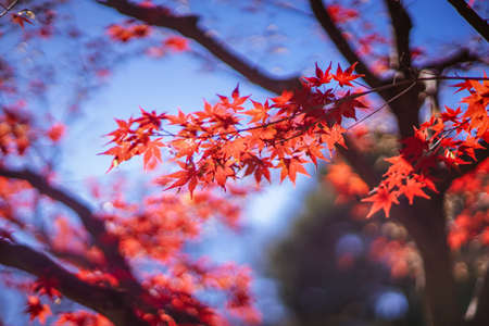 Bright red maple trees Fuchu City hometown forest during autumn foliage season (Fuchu City, Tokyo)