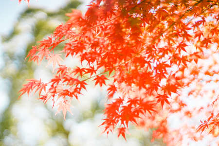 Bright red maple trees Fuchu City hometown forest during autumn foliage season (Fuchu City, Tokyo)の写真素材
