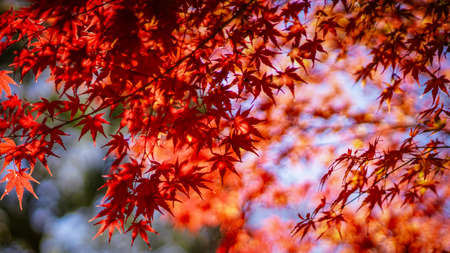 Bright red maple trees Fuchu City hometown forest during autumn foliage season (Fuchu City, Tokyo)