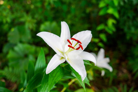 Mountain lilies blooming in Haniwa Garden (Miyazaki Prefectural Heiwadai Park)の写真素材