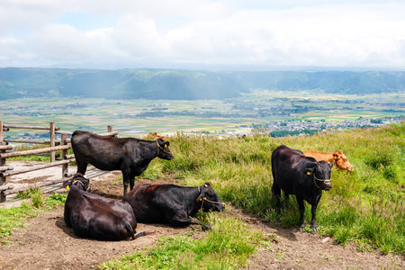 Cattle grazed in the wilderness of Mount Aso (Kumamoto Prefecture)