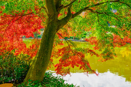 Yakushiike Park on a sunny autumn day Autumn leaves by the water (Machida City, Tokyo)