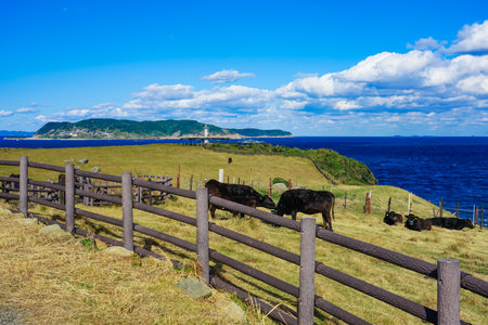 Wagyu beef in the grassland spreading out on the Suginohara grazing farm jutting out into the Genkai Sea and Hizen Tateishizaki Lighthouse (Yobuko Town, Karatsu City, Saga Prefecture)の写真素材