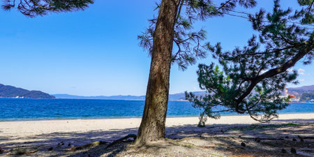 Kehi no Matsubara is one of the three major pine fields Japan (Tsuruga City, Fukui Prefecture)の写真素材