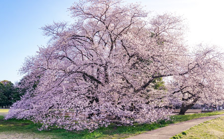 Cherry blossoms in Kisa Park shining in the blue sky in the morning (Setagaya-ku, Tokyo)の写真素材
