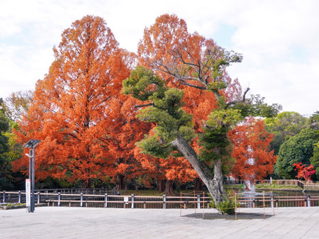 Autumn leaves near Shiratori Pond in Omiya Park (Saitama City, Saitama Prefecture)