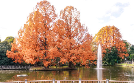 Autumn leaves near Shiratori Pond in Omiya Park (Saitama City, Saitama Prefecture)