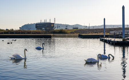 Swans on the Tone River on a clear winter morning (Katori City, Chiba Prefecture)の写真素材