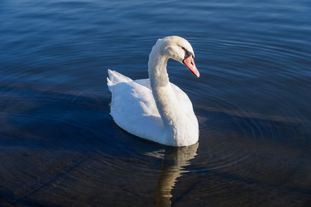 Swans on the Tone River on a clear winter morning (Katori City, Chiba Prefecture)