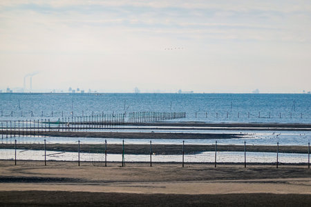 Autumn morning: The tidal flats of Funabashi Sanbanze Seaside Park (Funabashi City, Chiba Prefecture)の写真素材