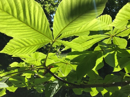 Brightly green chestnut leaves in the backlight of the spring sun