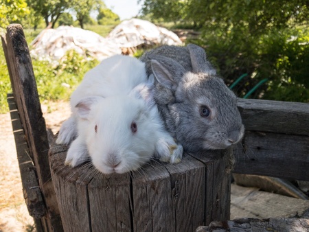 Growing rabbits at its Manor. individual businessman holding rabbits.の素材