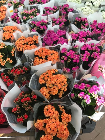 Flower shop. Bright flowers and green plants stand packed in pots on shelves and trays in the store.の素材
