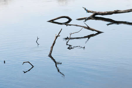 Tree Branches floating on the Surface of Lakeの写真素材