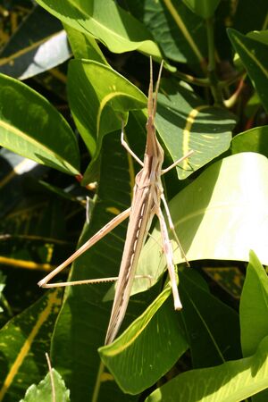 stick bug perched on green leaves in africaの写真素材