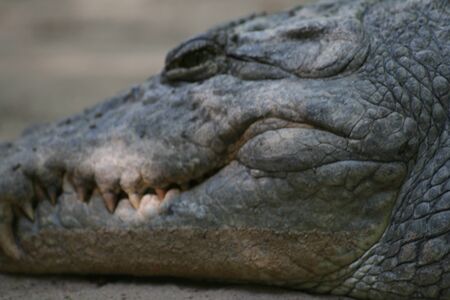 african crocodile headの写真素材