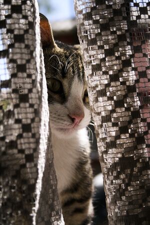 cat entering through a windowの写真素材