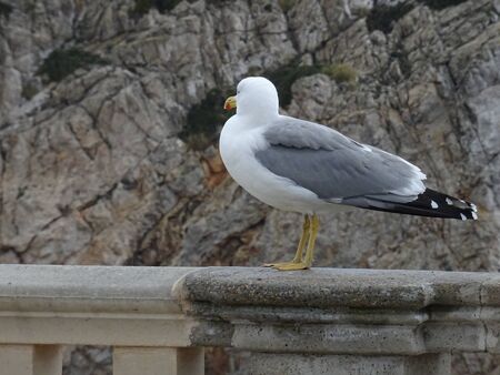 seagull of mallorcaの写真素材