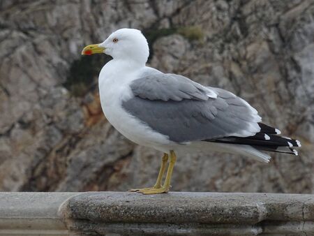 seagull of mallorcaの写真素材