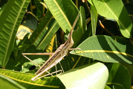 stick critter perched on green leaves in Africaの写真素材