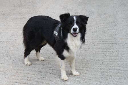 border collie on gray backgroundの写真素材