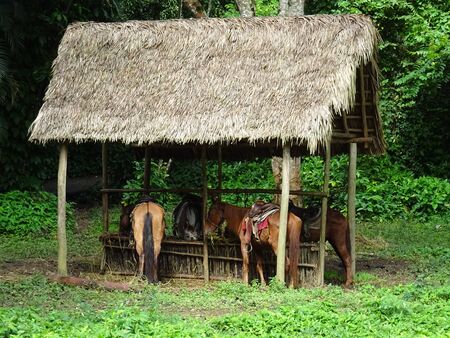 horses drinking water in cubaの写真素材