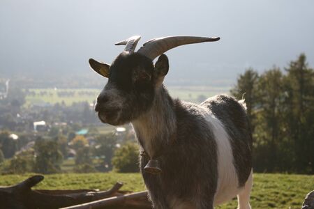 goat in a meadow in switzerlandの写真素材