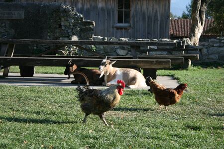 goats and chickens in a meadow in switzerlandの写真素材