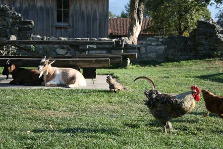 goats and chickens in a meadow in switzerlandの写真素材