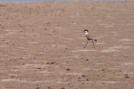 bird walking among crabs on an African beachの写真素材