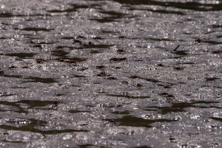 crabs on a beach in Africaの写真素材