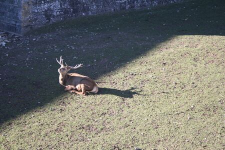 deer with big antlersの写真素材