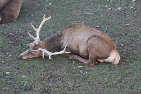 deer with big antlersの写真素材