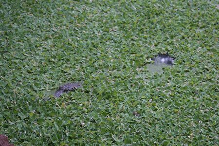 african crocodile in a wetlandの写真素材