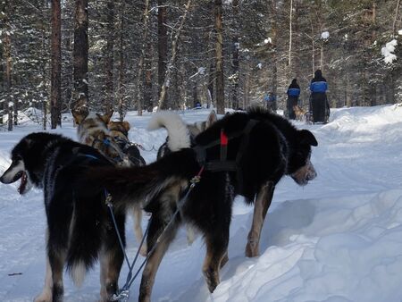 huskeys in laplandの写真素材