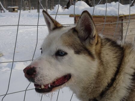 huskeys in laplandの写真素材