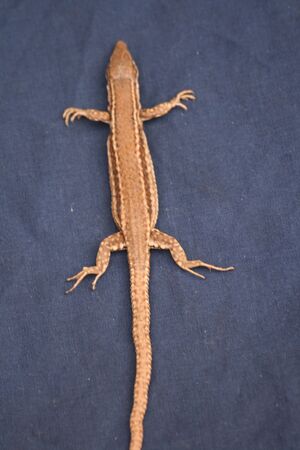 lizard on blue background